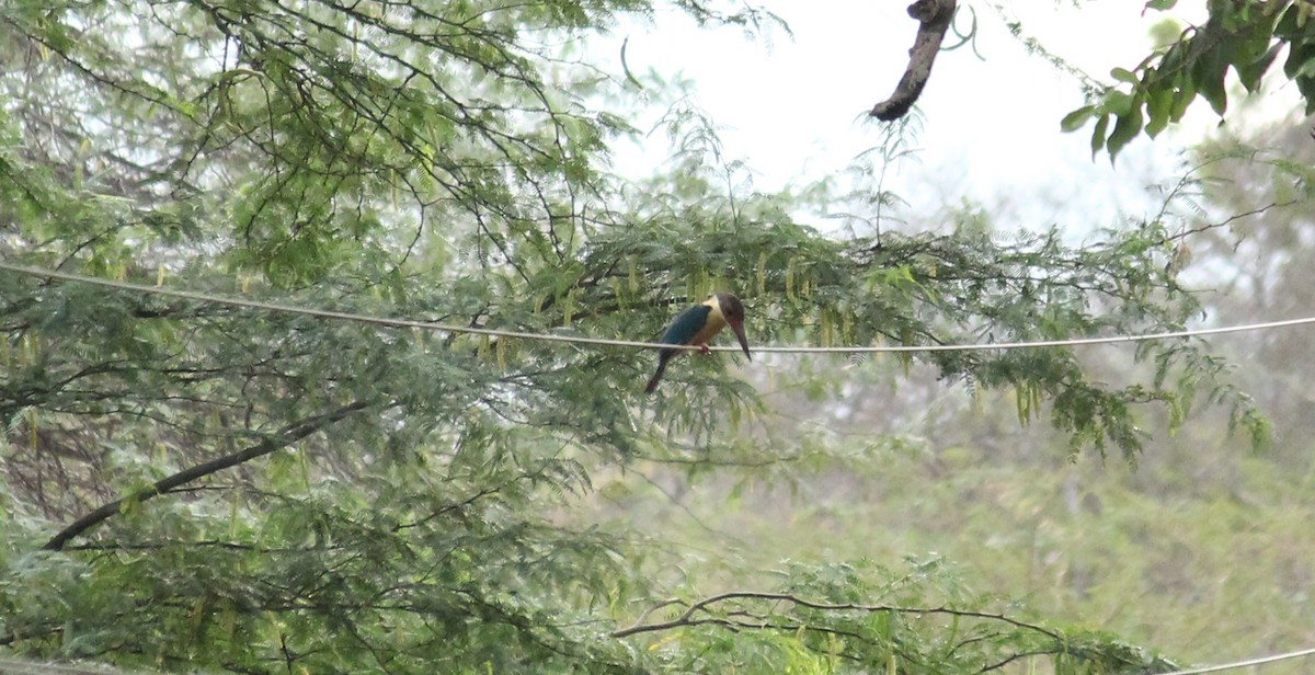 Stork-billed Kingfisher - ML27003671