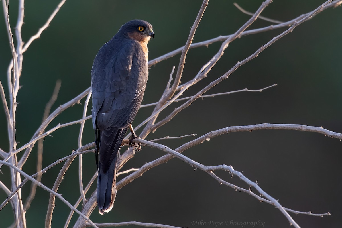 Eurasian Sparrowhawk - Mike Pope