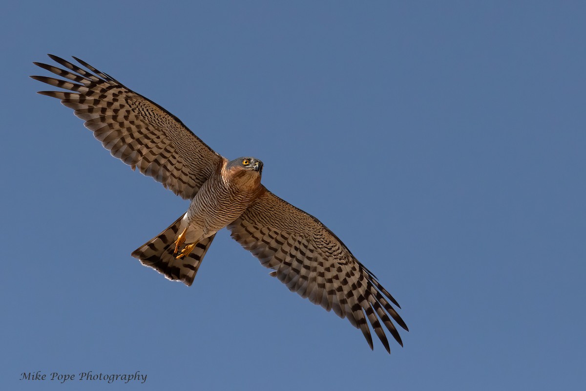 Eurasian Sparrowhawk - Mike Pope