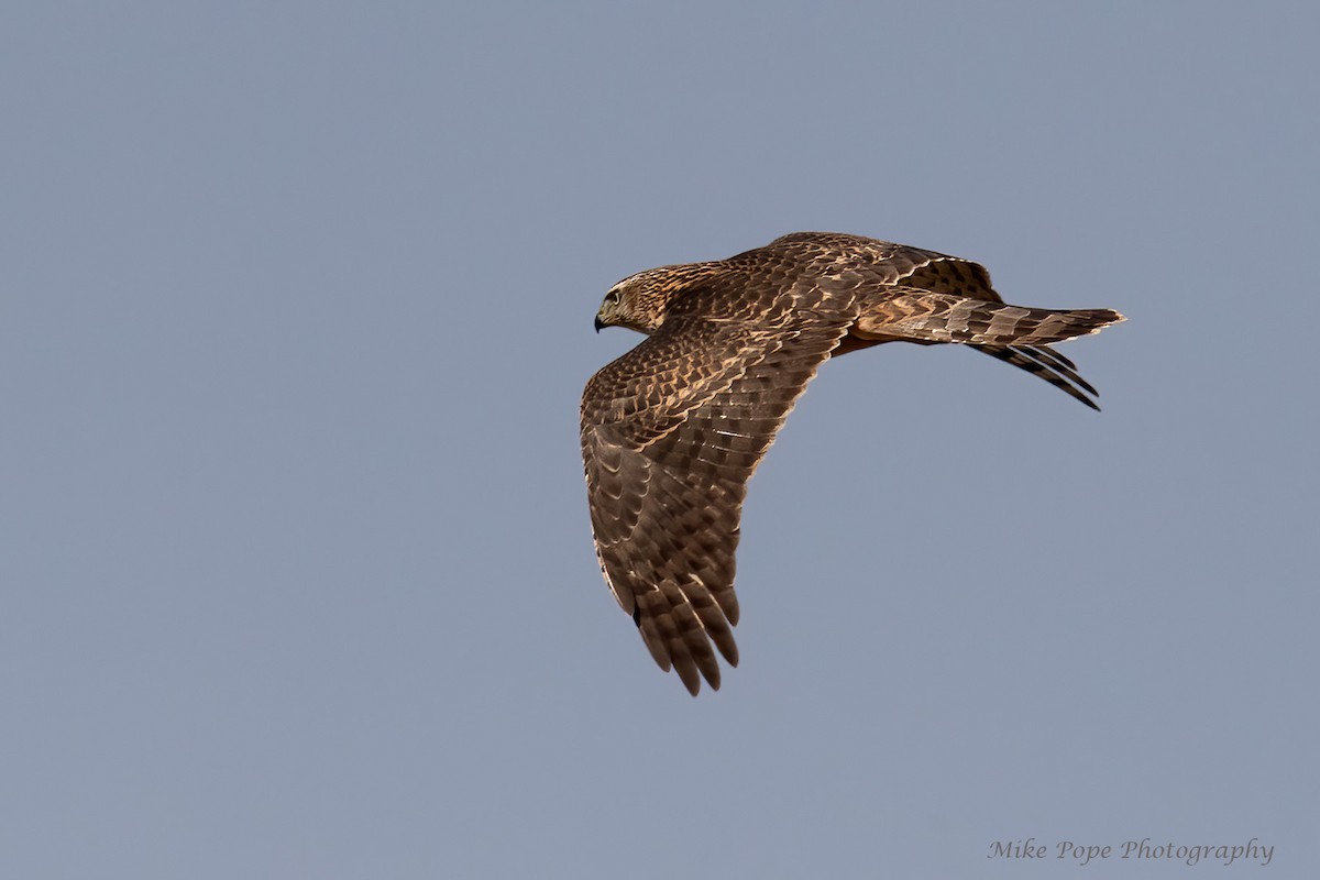 Eurasian Goshawk - ML270036741