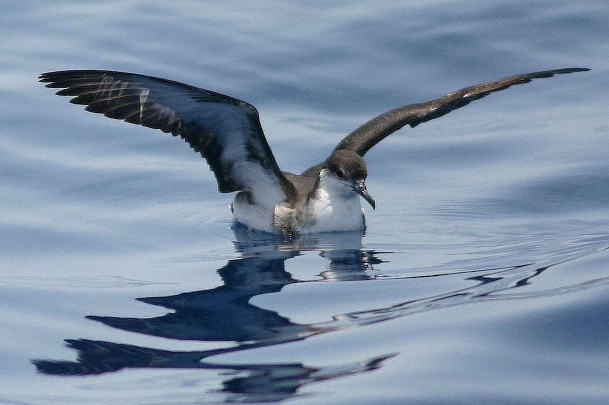 Audubon's Shearwater - ML270038271