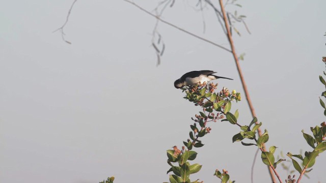 Cardenilla Capirroja - ML270039461