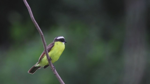 Rusty-margined Flycatcher - ML270041811