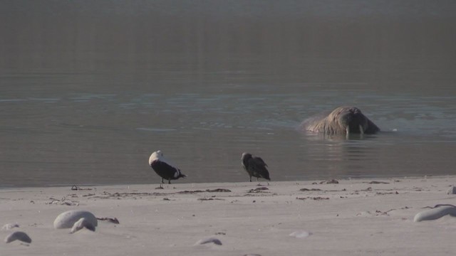 Common Eider - ML270042591