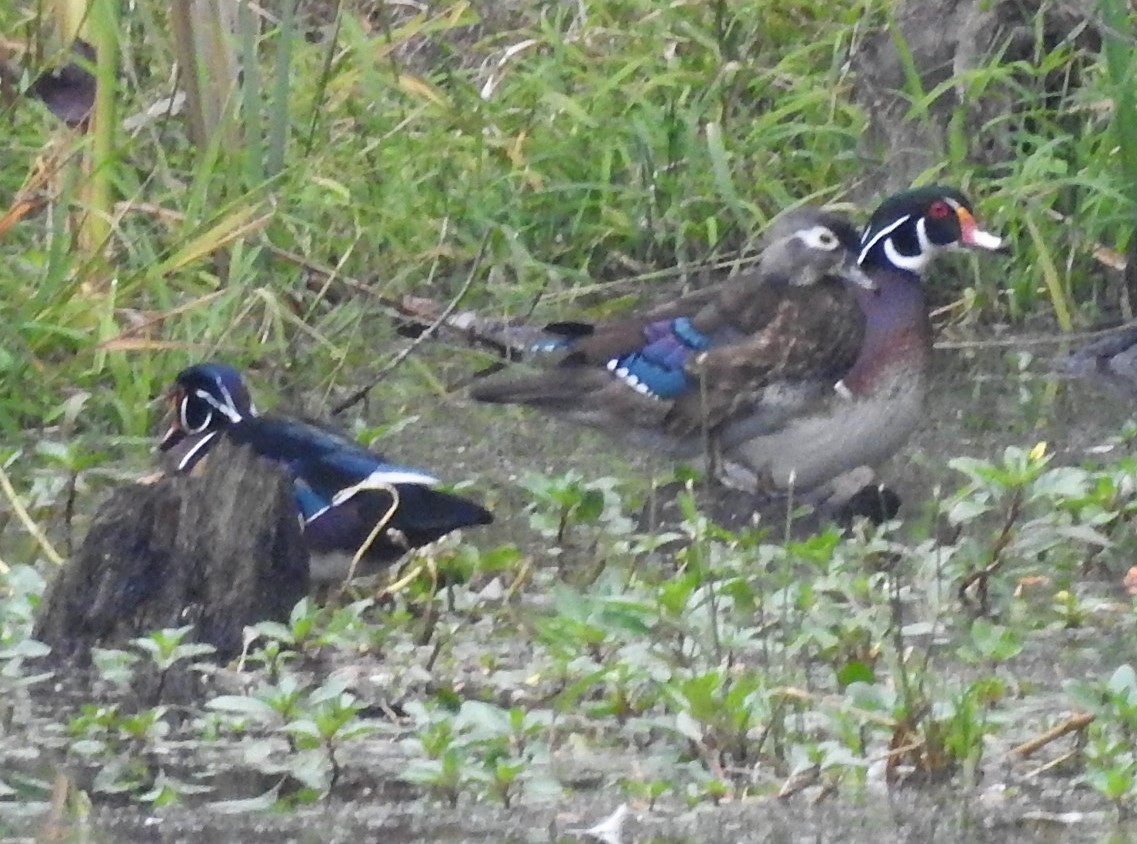 Wood Duck - Jennifer Bowman