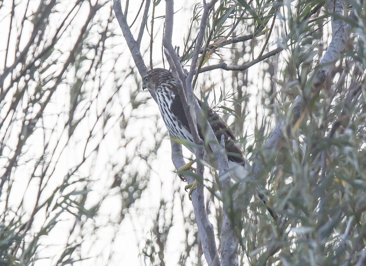Cooper's Hawk - ML270043751
