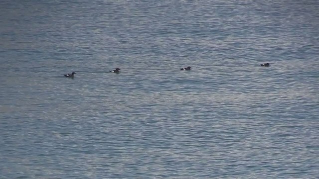 Black Guillemot - ML270043891