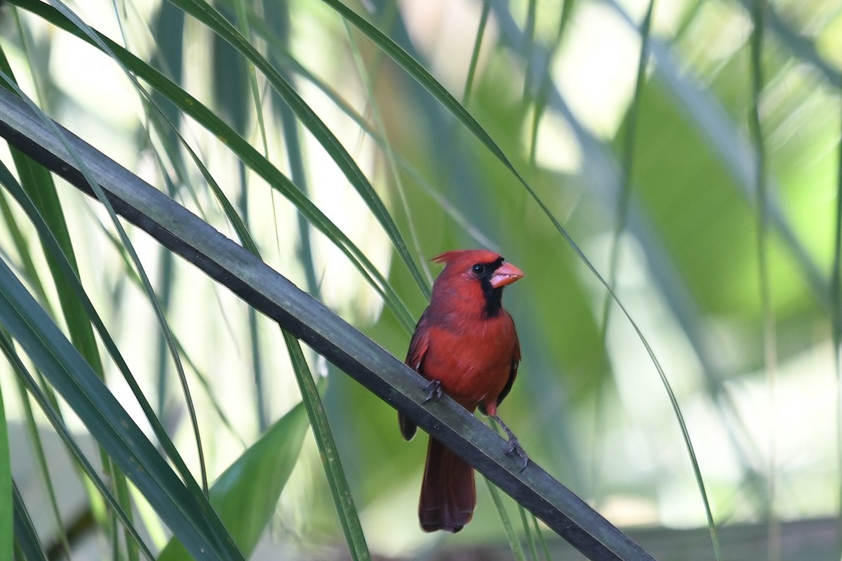 Northern Cardinal - ML270044981