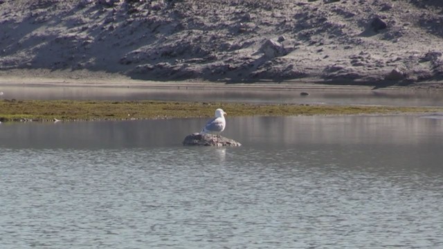 Glaucous Gull - ML270045251