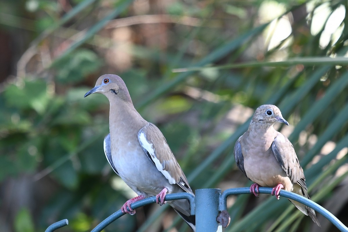 Mourning Dove - ML270045261