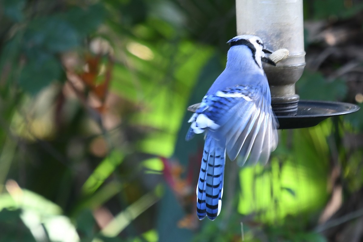 Blue Jay - ML270045321