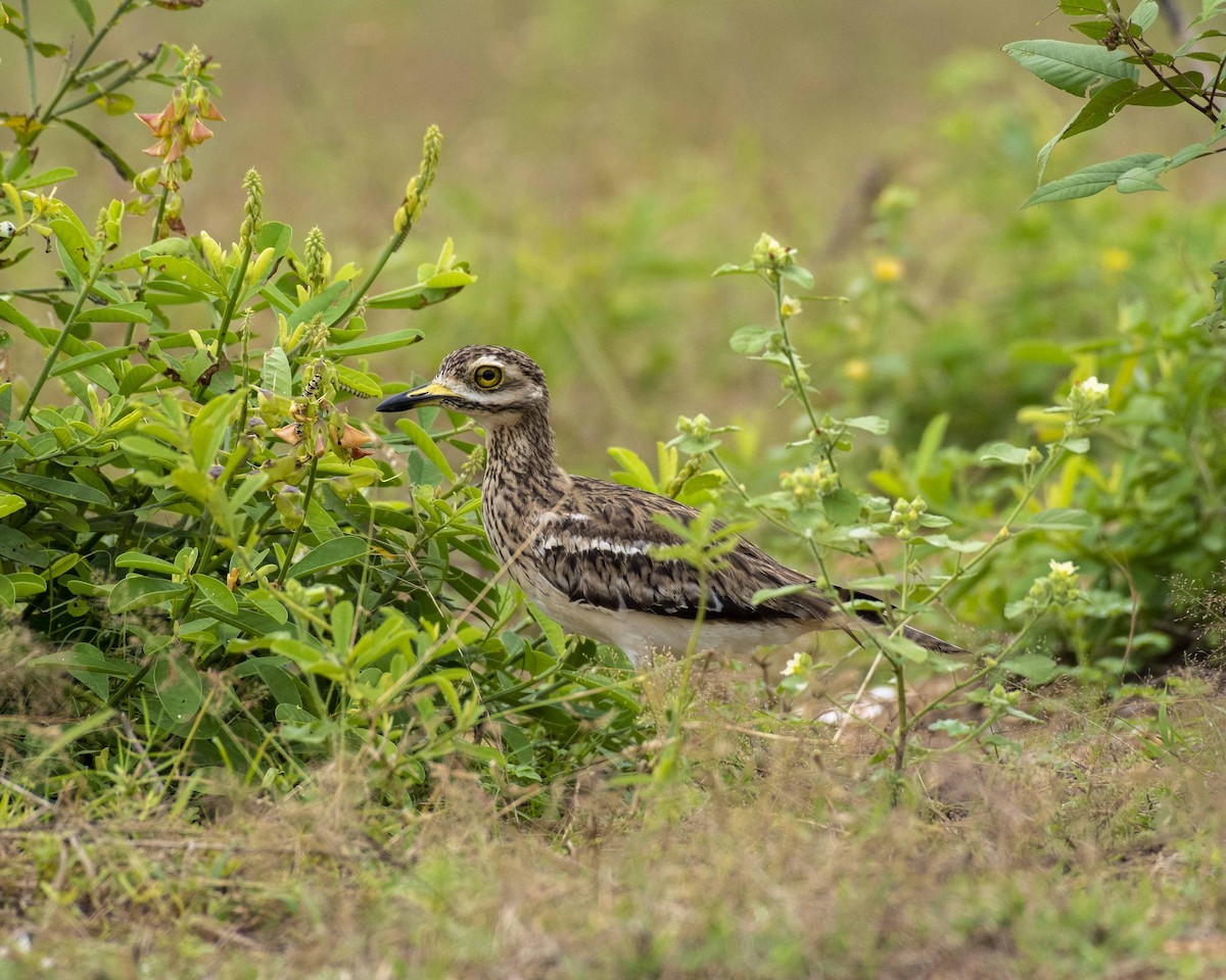 Indian Thick-knee - ML270046141