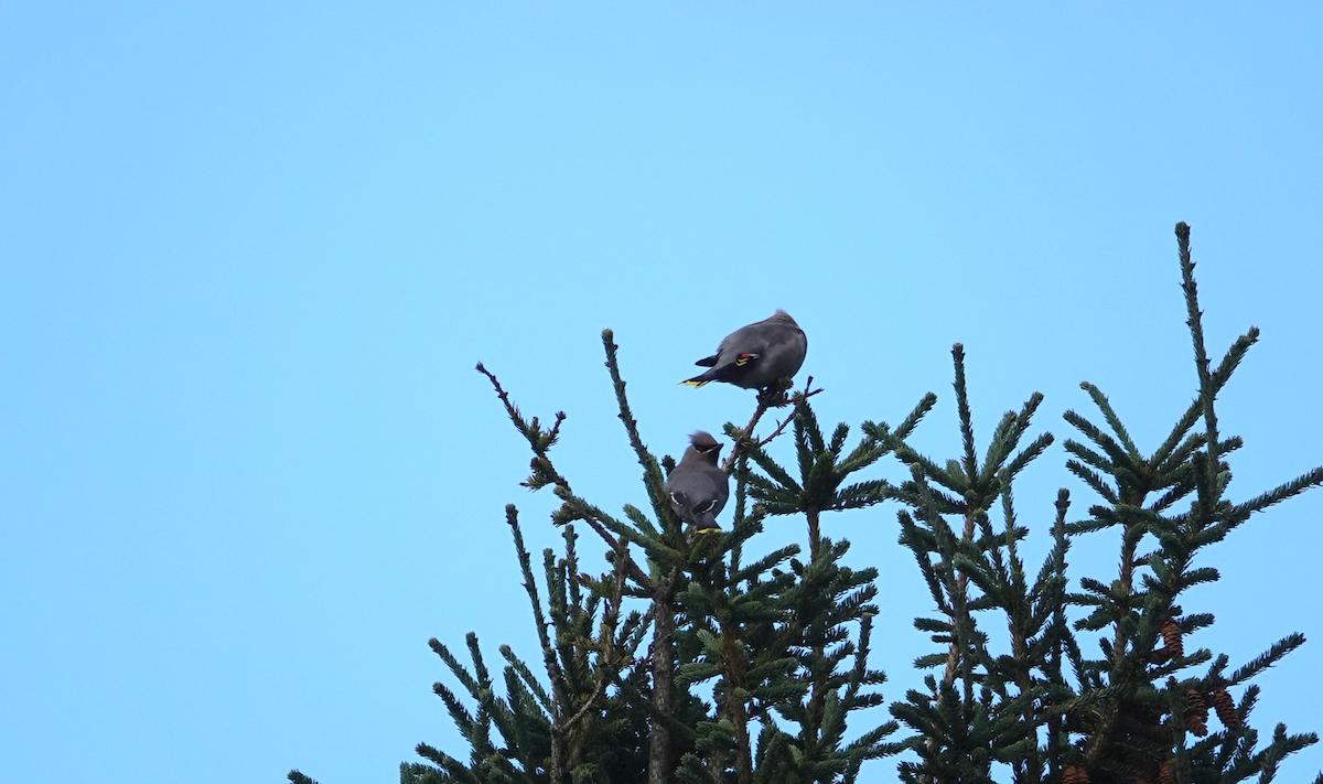 Bohemian Waxwing - ML270047121