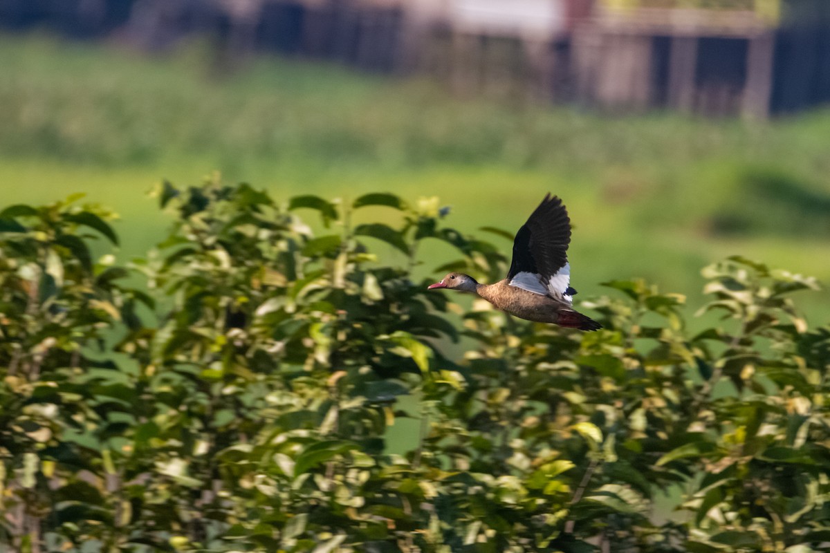 Brazilian Teal - ML270047281