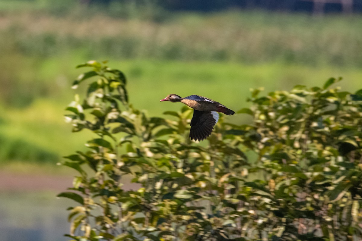 Brazilian Teal - ML270047511