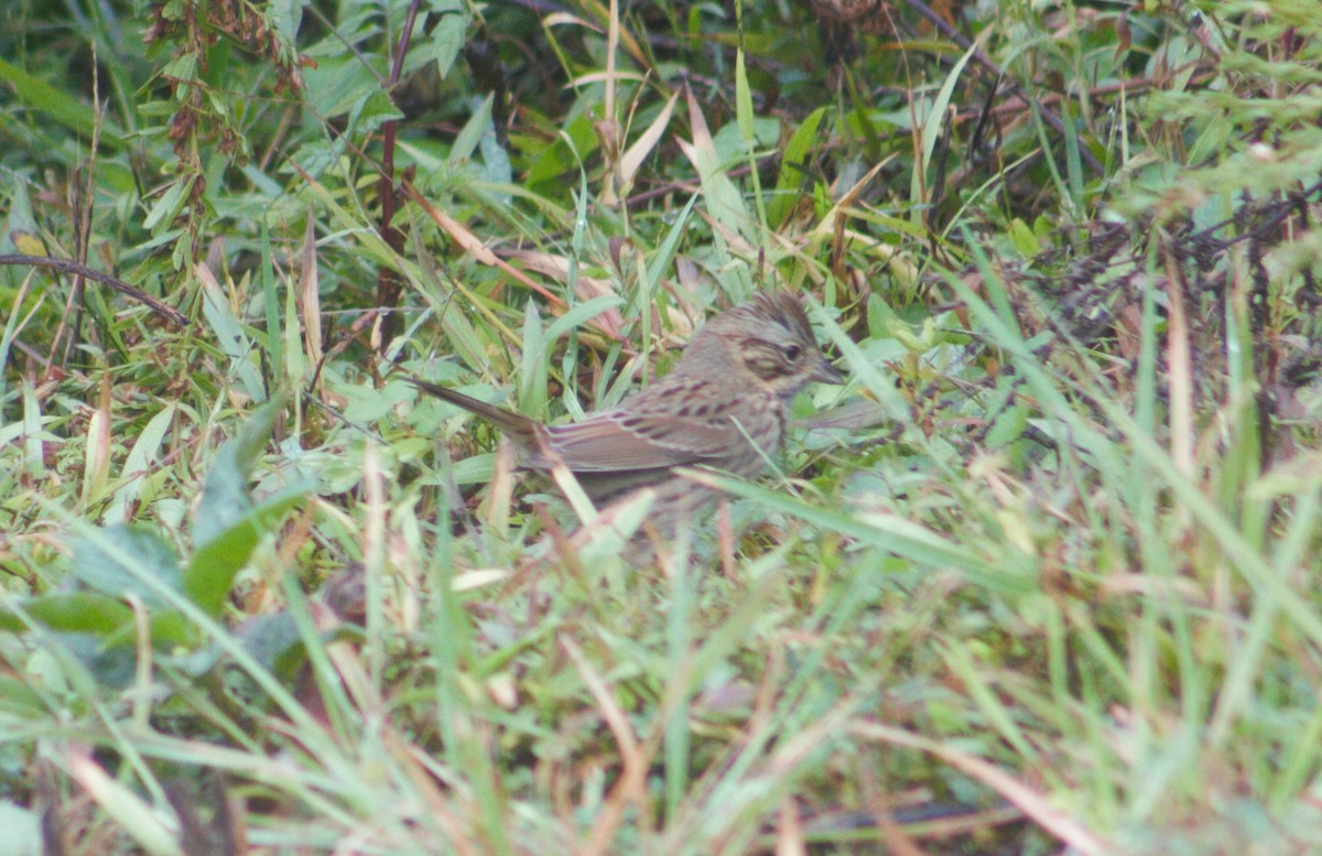 Lincoln's Sparrow - ML270047811