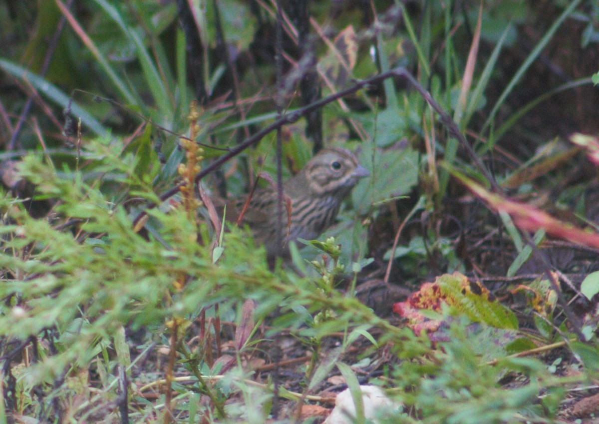 Lincoln's Sparrow - ML270047821