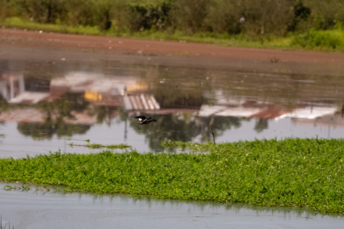 Brazilian Teal - ML270048031