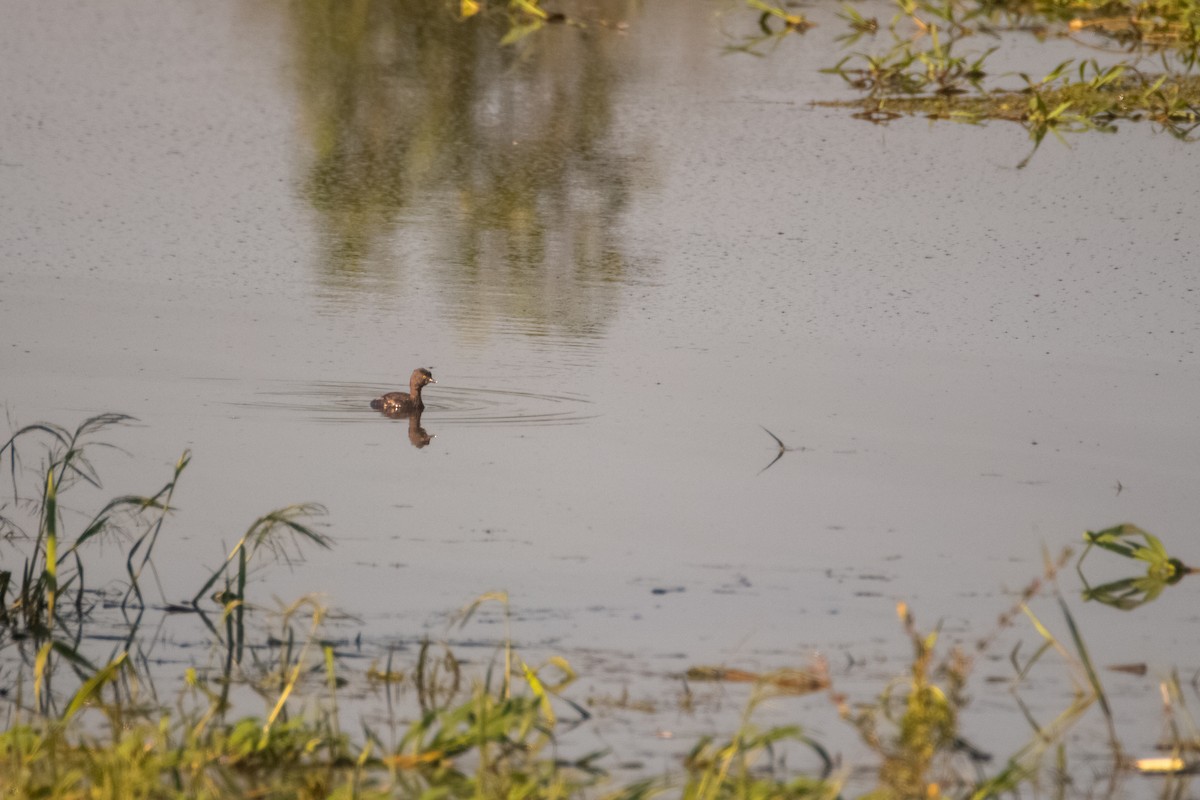 Least Grebe - ML270048371