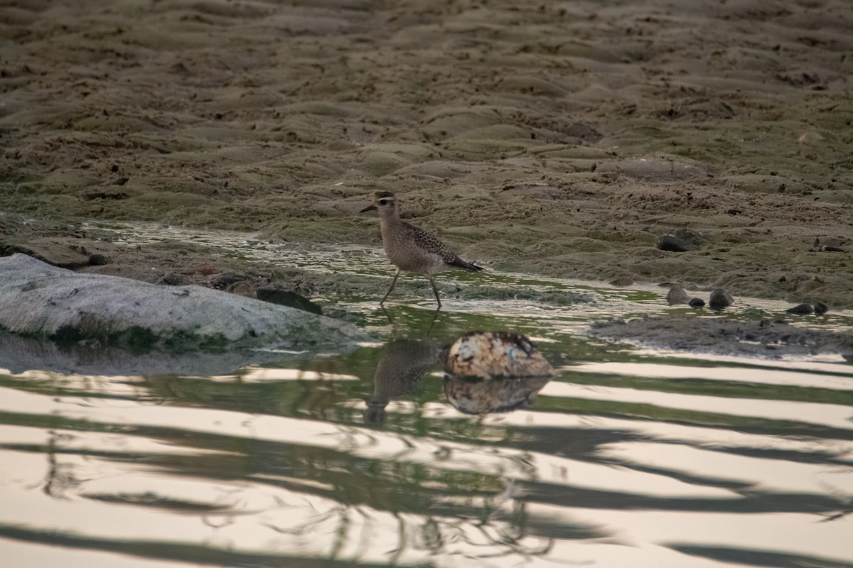American Golden-Plover - ML270049081