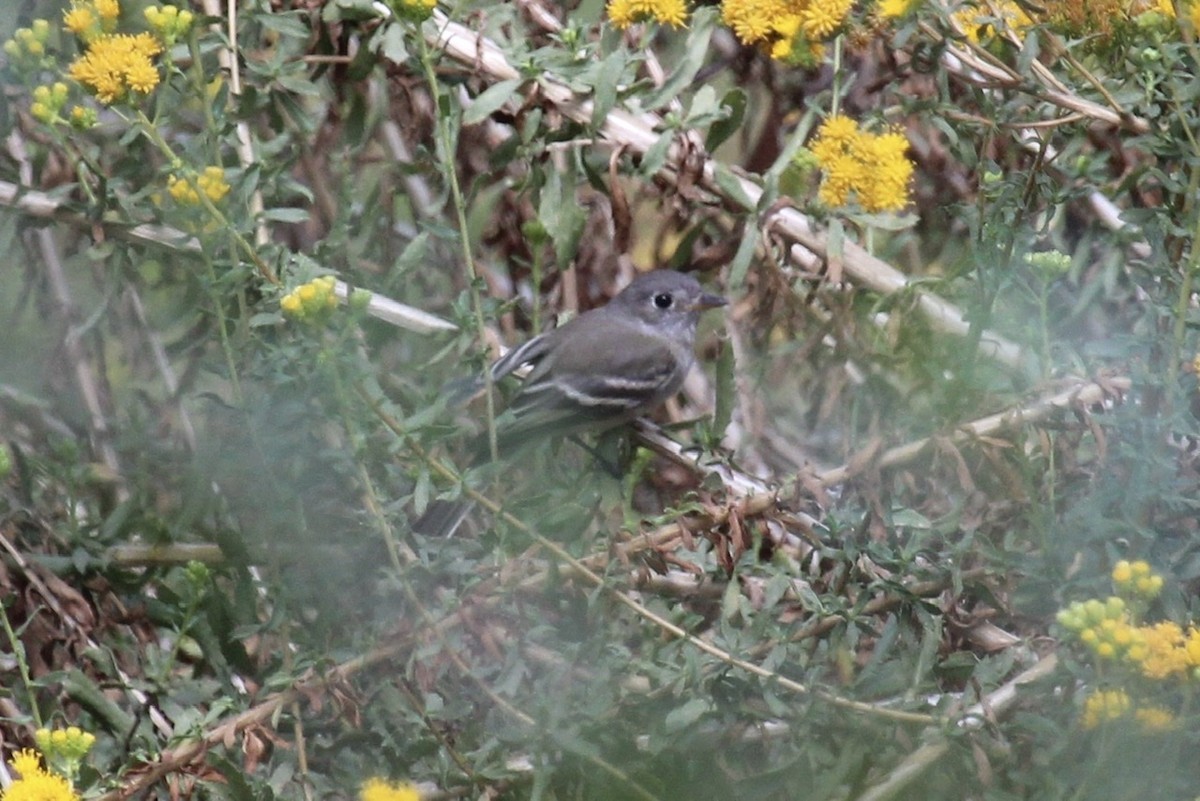 Gray Flycatcher - ML270049371