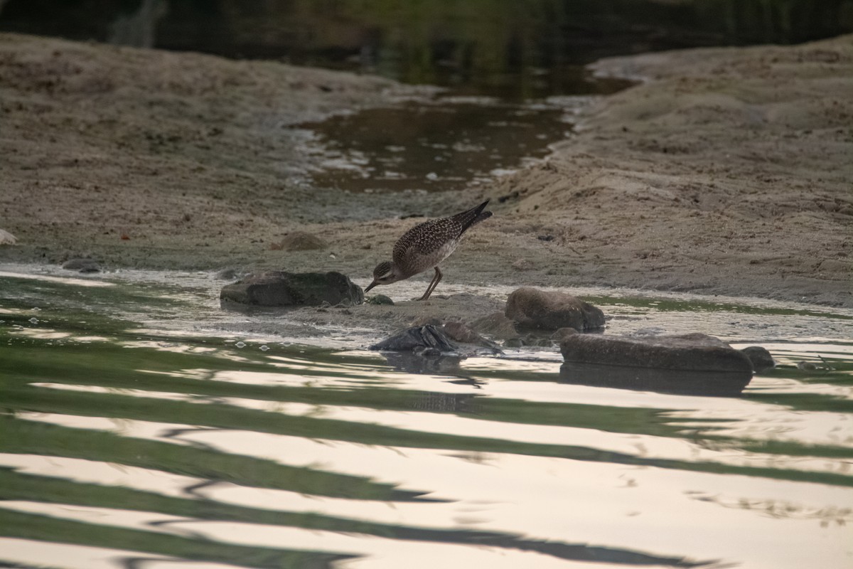 American Golden-Plover - ML270049491