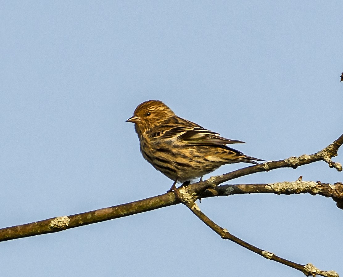 Pine Siskin - Kenneth Czworka