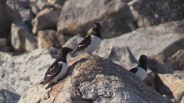 Mérgulo Atlántico - ML270054421