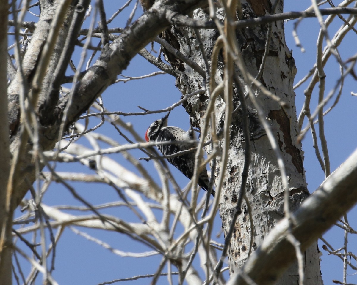 Ladder-backed Woodpecker - ML270055861