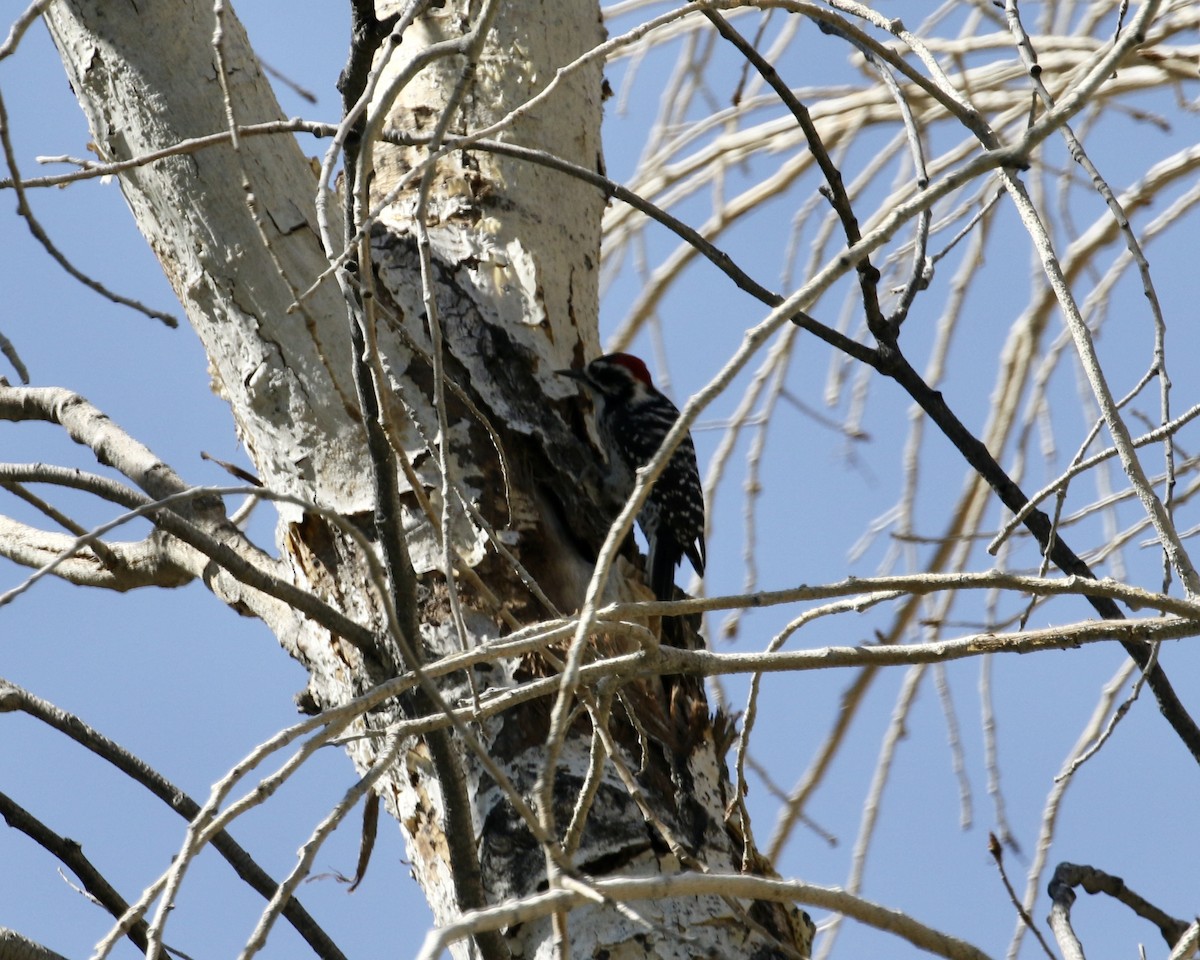Ladder-backed Woodpecker - ML270055891