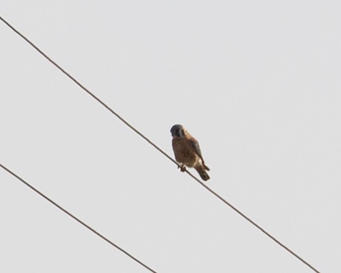 American Kestrel - ML270056251