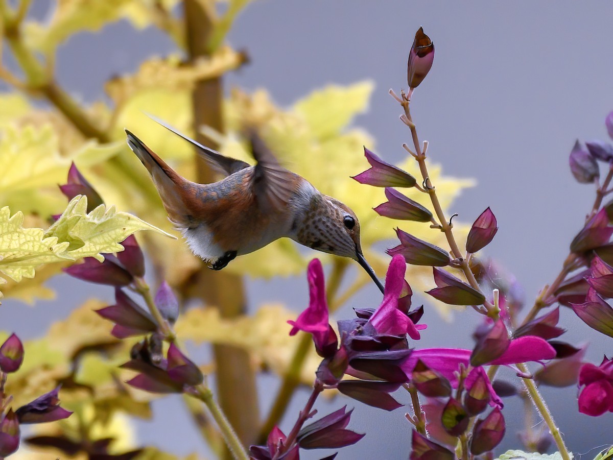 eBird Checklist 11 Oct 2020 Seven Valleys 10 species
