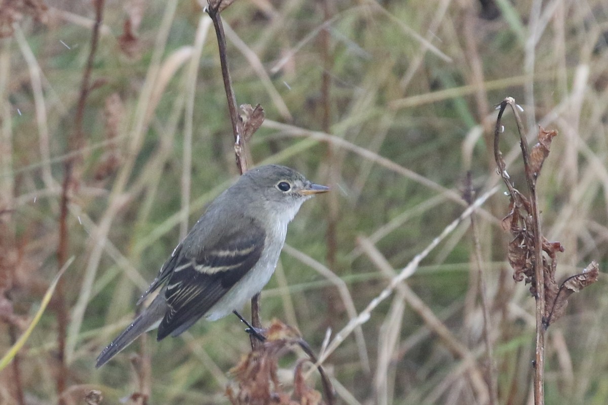 Alder Flycatcher - ML270059031