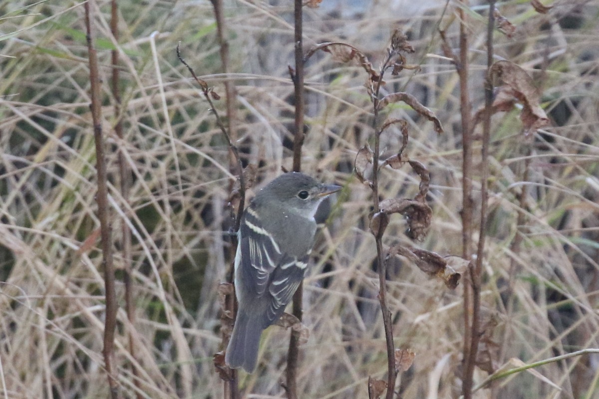 Alder Flycatcher - ML270059041