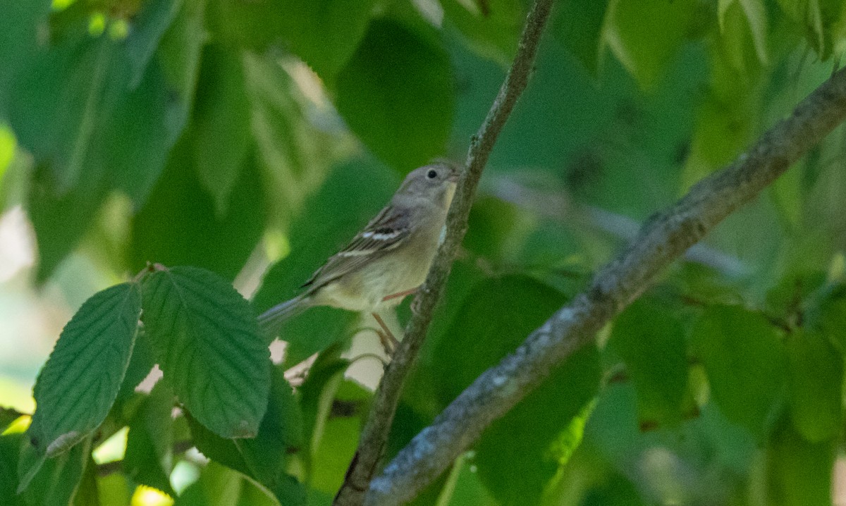 Field Sparrow - ML270059881