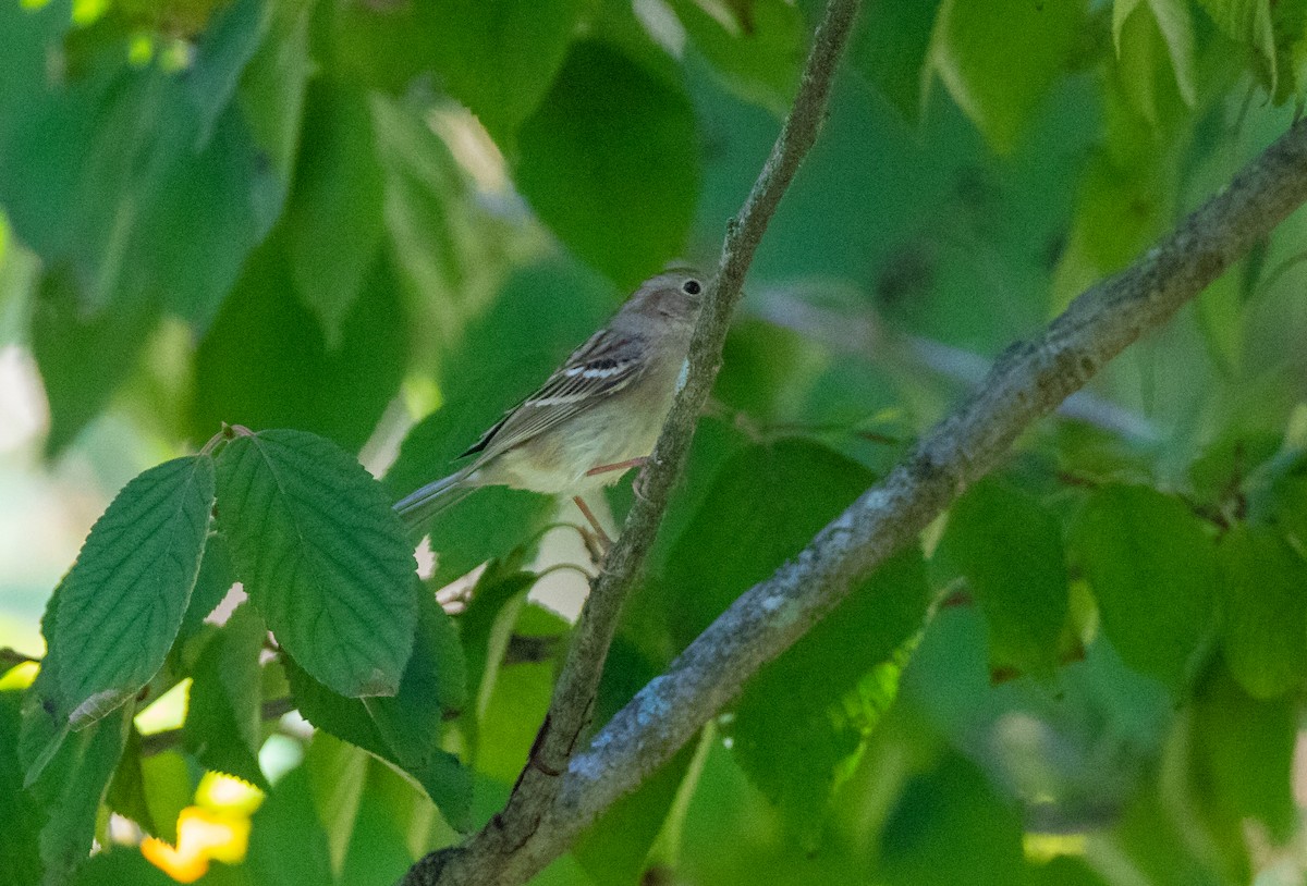 Field Sparrow - ML270059891