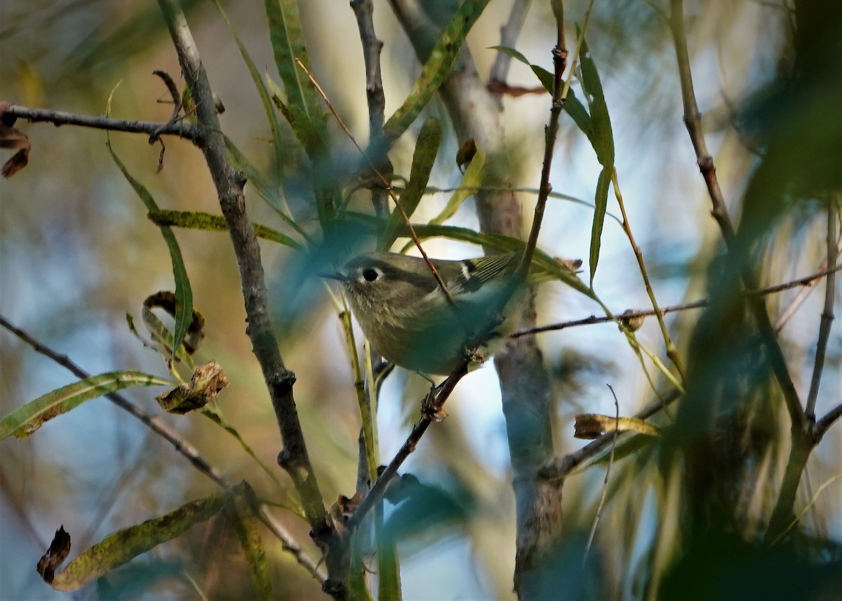 Ruby-crowned Kinglet - Jeffrey Jones