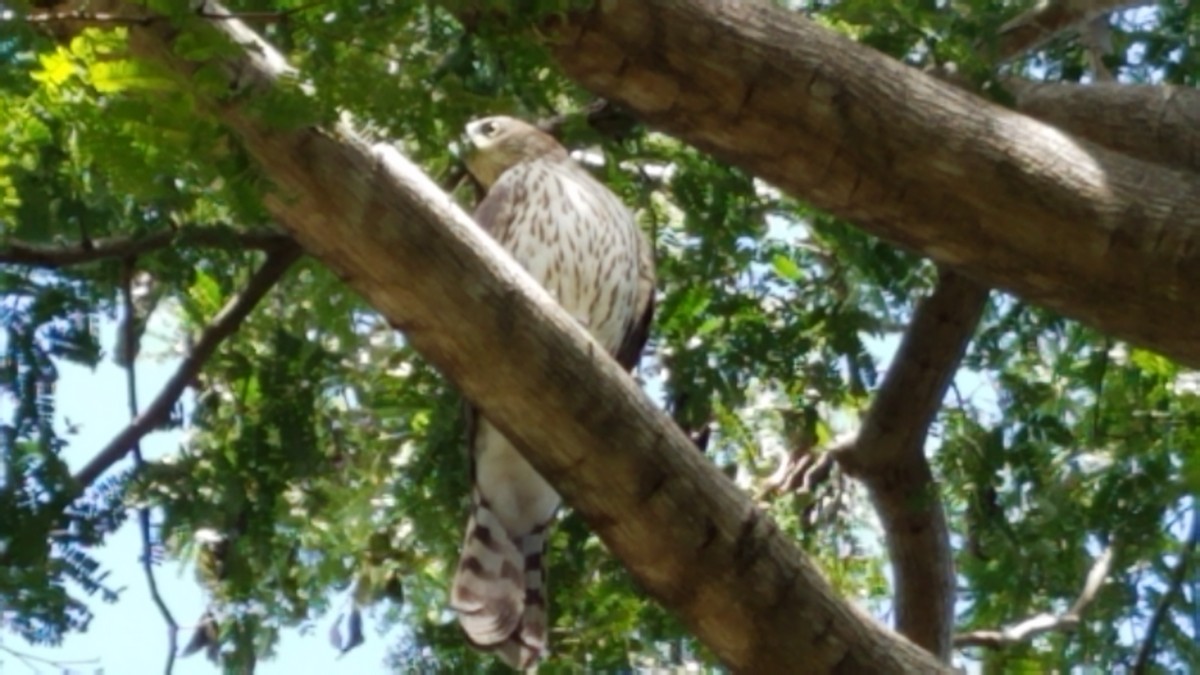 Cooper's Hawk - ML270061881