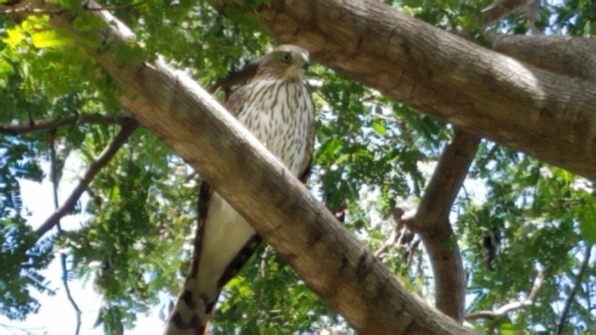 Cooper's Hawk - ML270061891