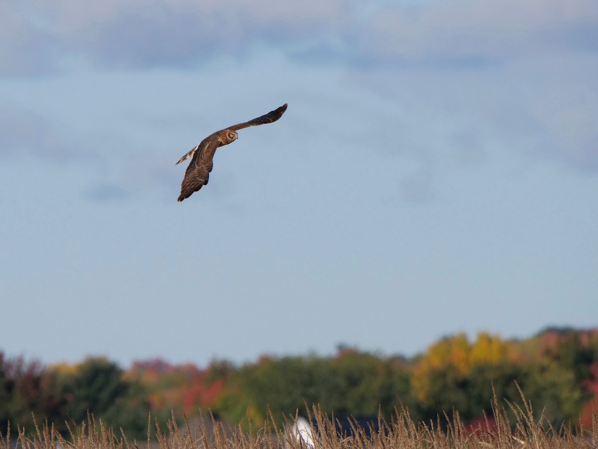 Northern Harrier - Sylvie Martel / Gaétan Giroux