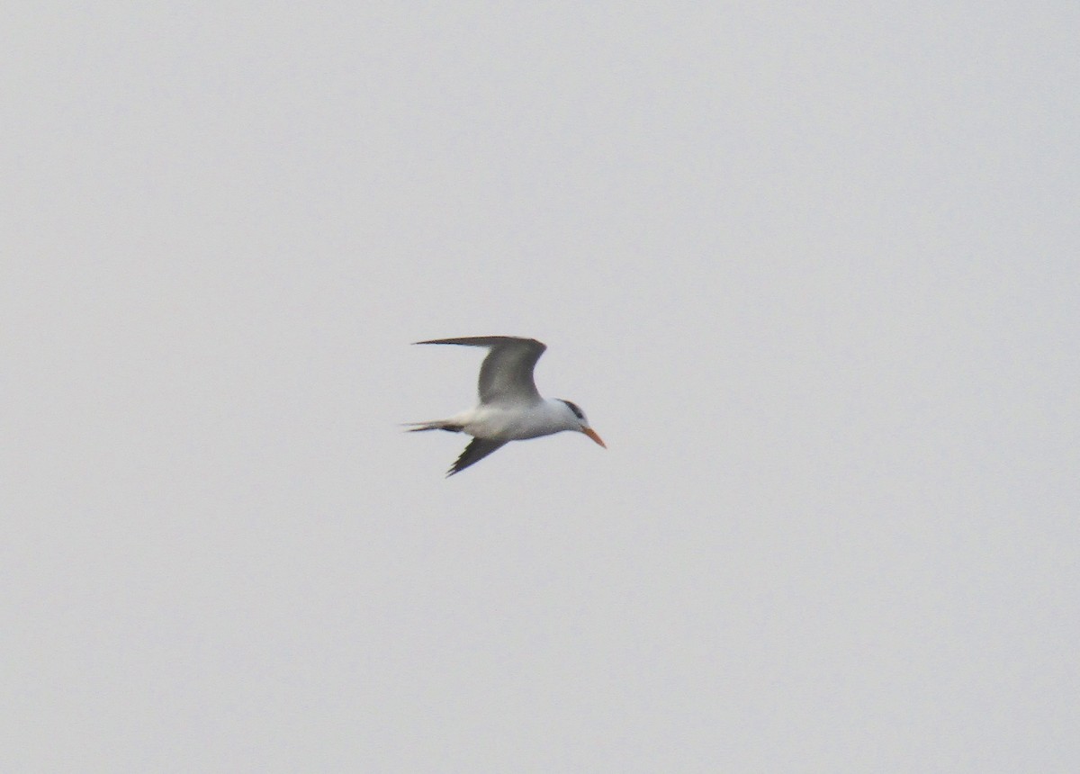 Royal Tern - ML270062611