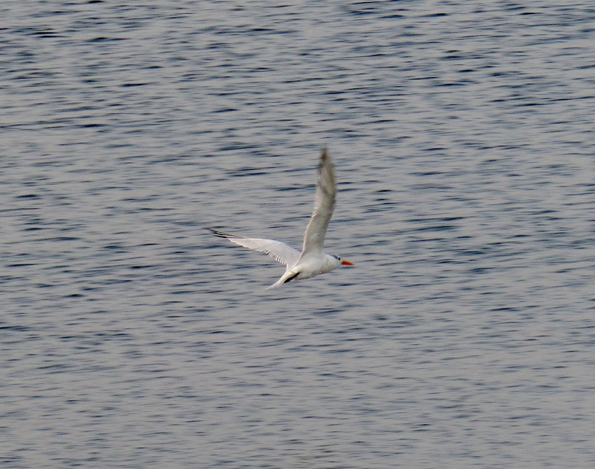 Royal Tern - ML270062621