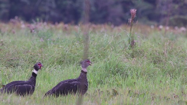 Southern Screamer - ML270065591