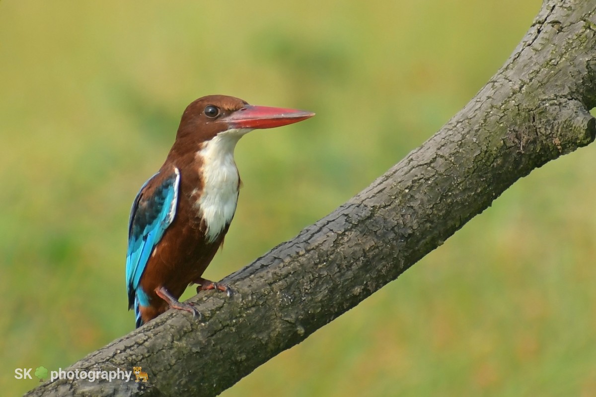 White-throated Kingfisher - Santhosh Kallingal