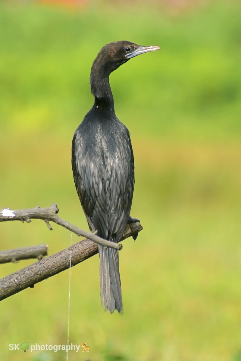 Little Cormorant - Santhosh Kallingal