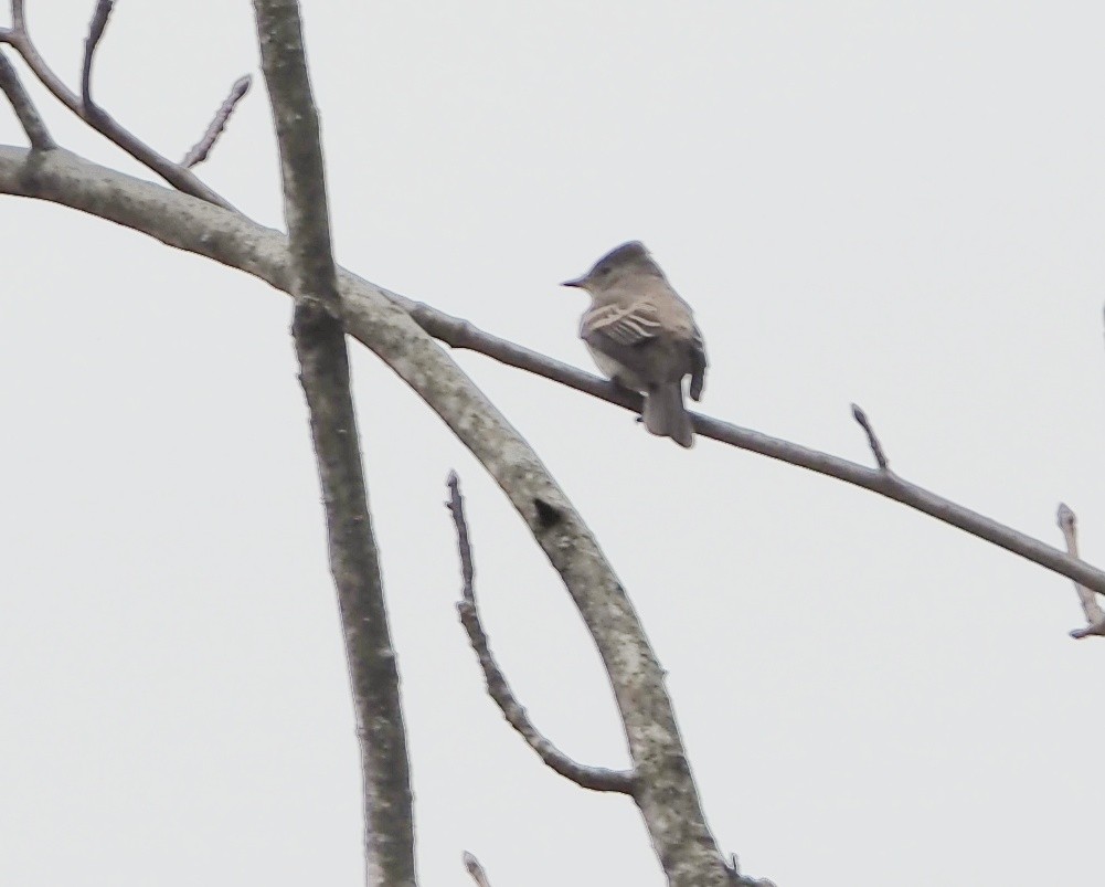 Eastern Wood-Pewee - ML270067281