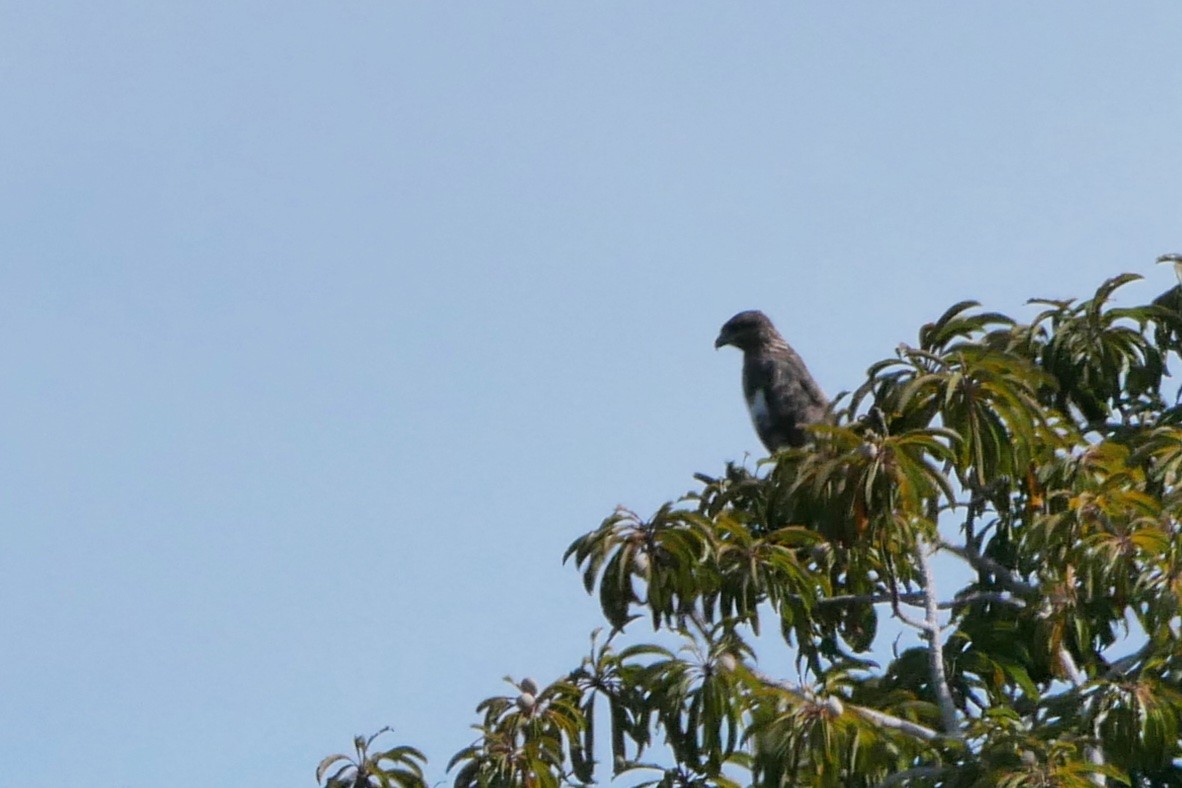 Madagascar Buzzard - ML270067651