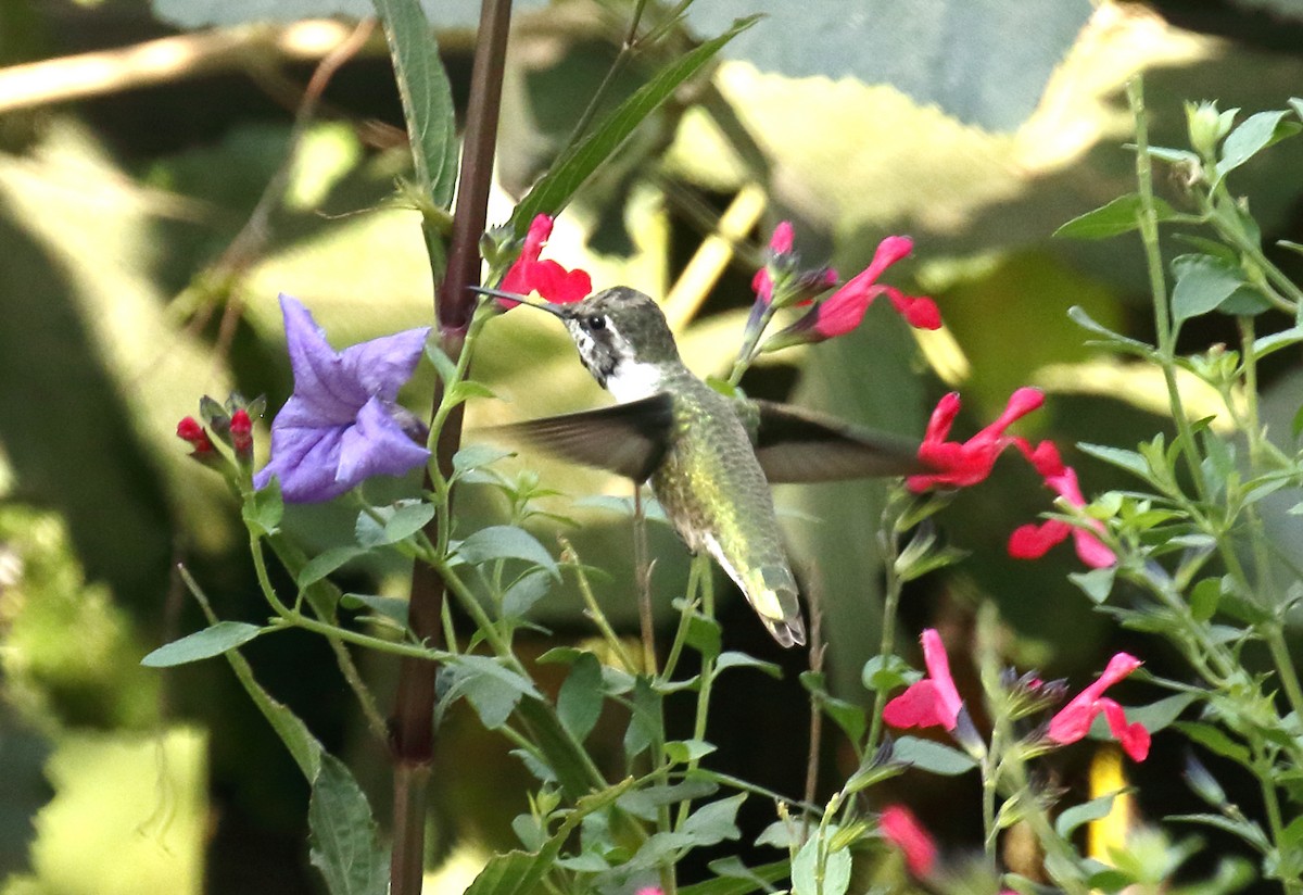 Costa's Hummingbird - ML270068071