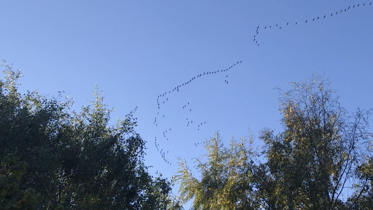 Pink-footed Goose - ML270068181