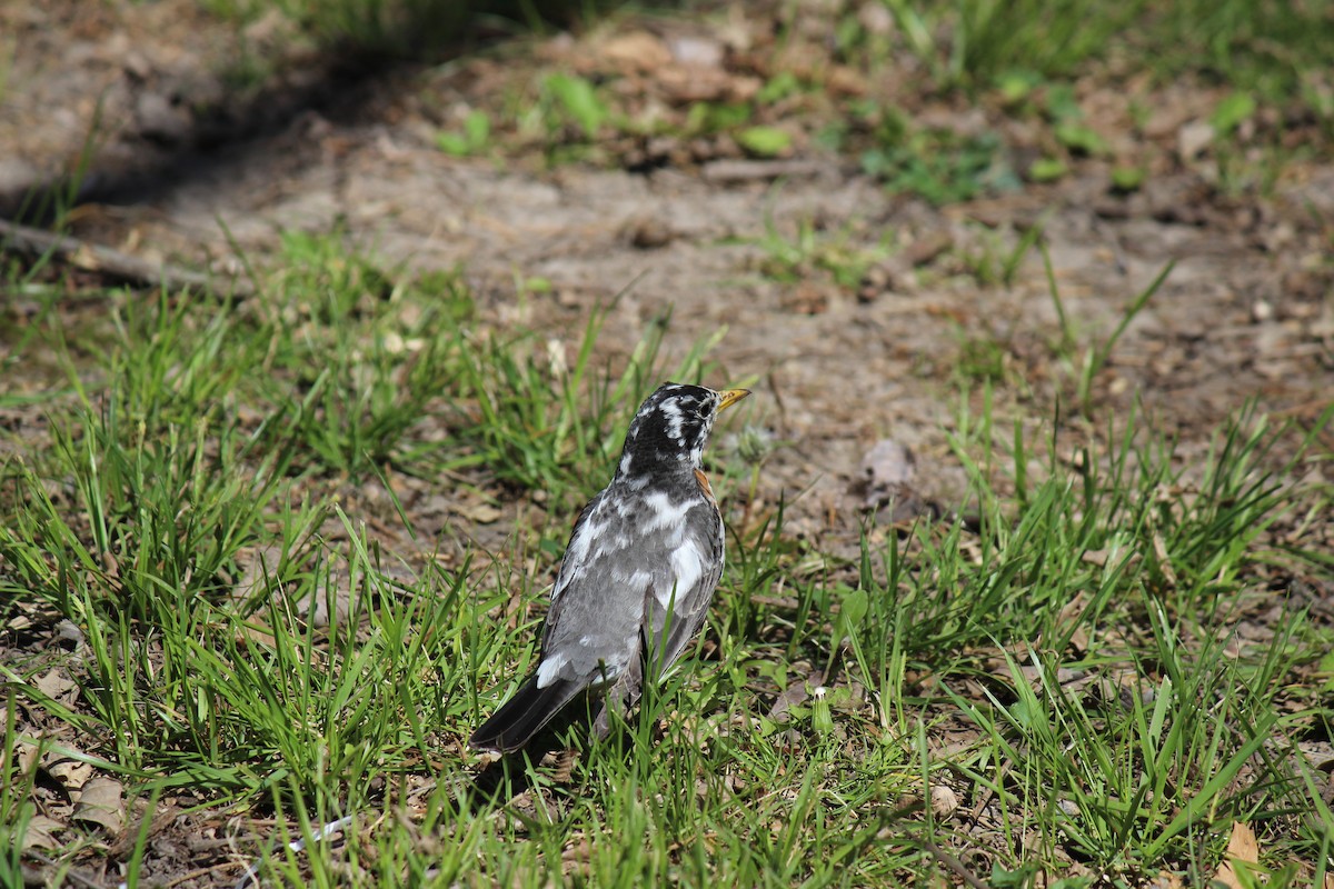 American Robin - ML27006831